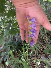 Penstemon neomexicanus