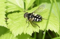 Sericomyia lata