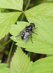 Sericomyia lata