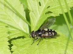 Sericomyia lata