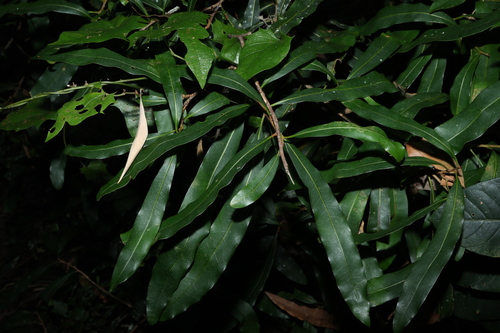 Image of Floydia praealta by (c) Greg Tasney, some rights reserved (CC BY-SA)