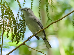 Slaty Monarch photo 2