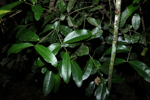 Image of Wilkiea macrophylla by (c) Greg Tasney, some rights reserved (CC BY-SA)
