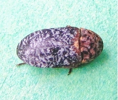 Dermestes undulatus