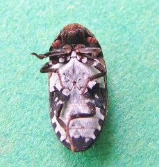 Dermestes undulatus