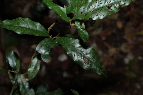 Image of White Booyong (Argyrodendron trifoliolatum) by (c) Greg Tasney, some rights reserved (CC BY-SA)
