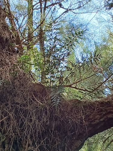 Image of Asplenium aethiopicum by (c) Leon Perrie, some rights reserved (CC BY)