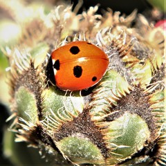 Coccinella quinquepunctata
