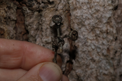 Eucalyptus cloeziana, photograph 2