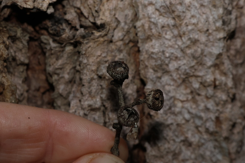 Eucalyptus cloeziana, photograph 3
