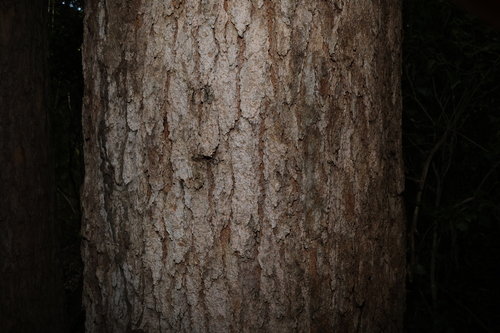 Image of Eucalipto Cloeziana (Eucalyptus cloeziana) by (c) Greg Tasney, some rights reserved (CC BY-SA)
