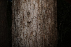(c) Greg Tasney, some rights reserved (CC BY-SA) Eucalyptus cloeziana, photograph (c) Greg Tasney, some rights reserved (CC BY-SA)