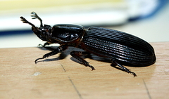 Odontotaenius