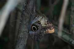 Caligo telamonius memnon