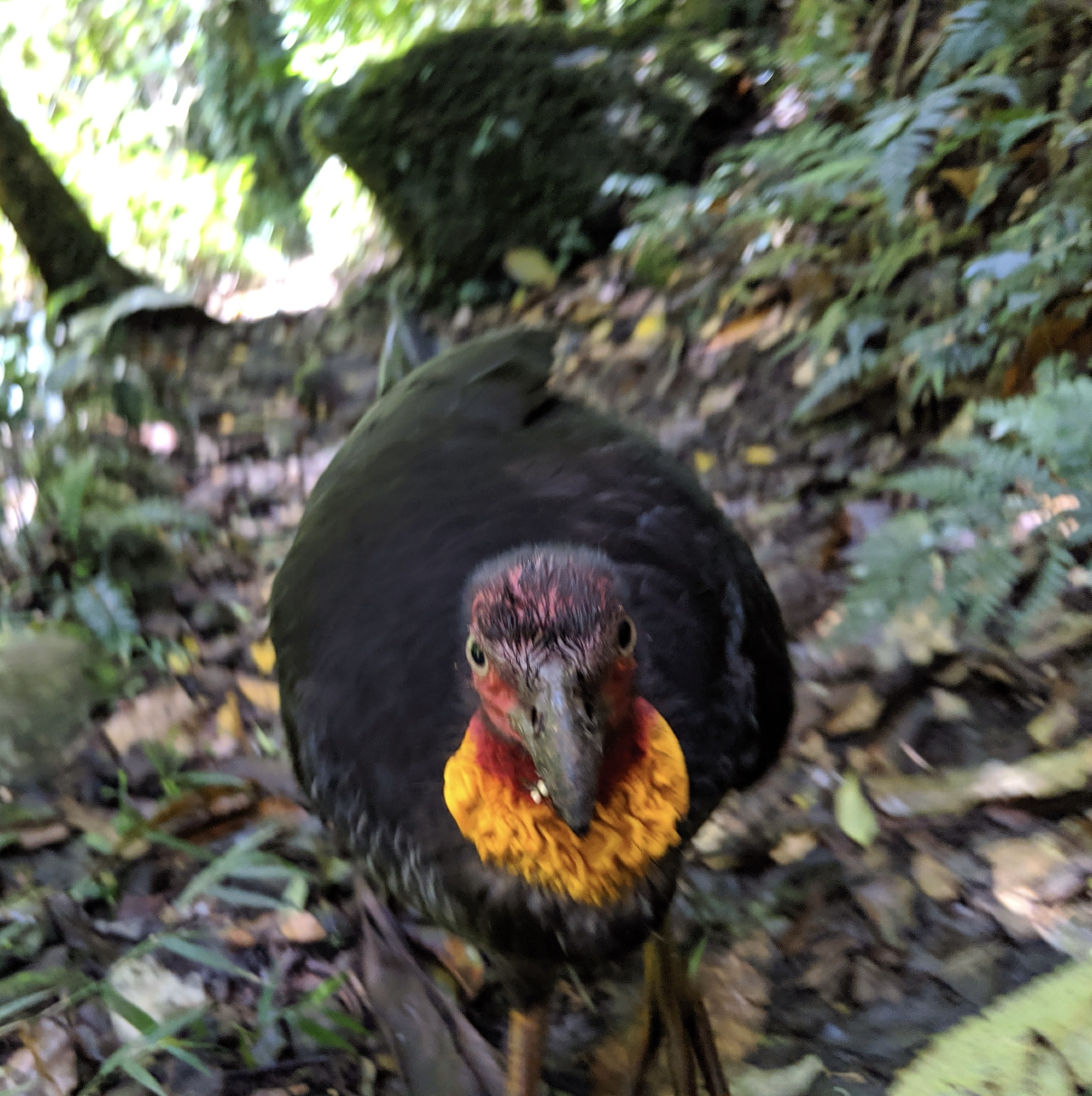 Australian Brushturkey illustration