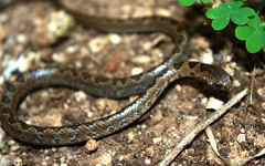 Geophis sanniolus