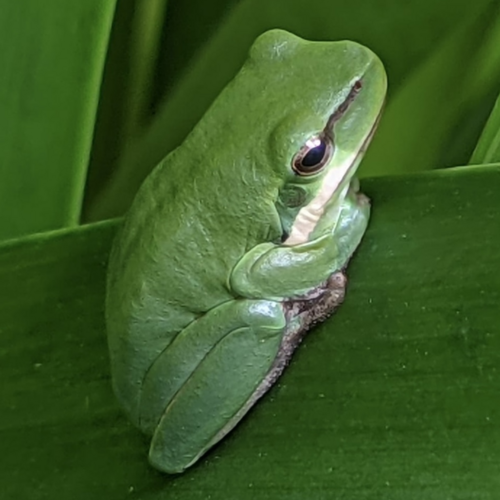 Eastern Dwarf Tree Frog, Armidale Dumaresq Bal, AU-NS, AU, photo 10 of 10