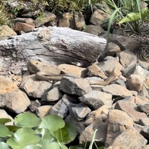 Eastern Brown Snake sighting