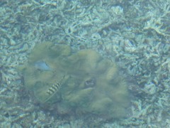 Lutjanus decussatus