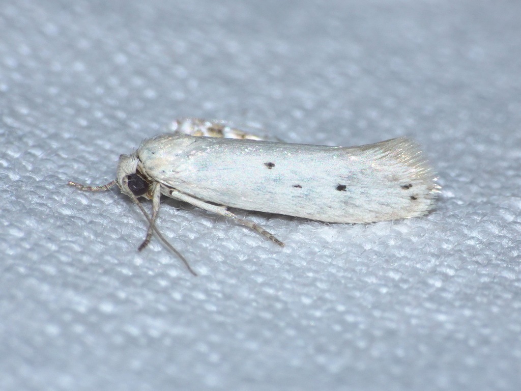 Ethmia distigmatella