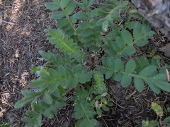 Polemonium californicum