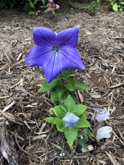 Platycodon grandiflorus