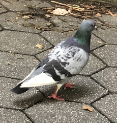 Columba livia domestica