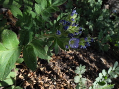 Polemonium californicum