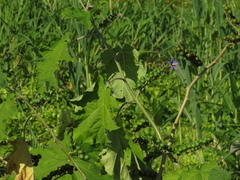Solanum tricuspidatum
