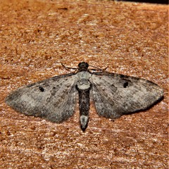 Eupithecia succenturiata