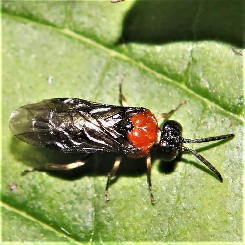 Eutomostethus ephippium nuotrauka