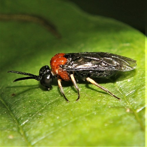 Eutomostethus ephippium nuotrauka