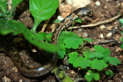 Geophis sanniolus
