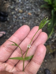 Stellaria calycantha