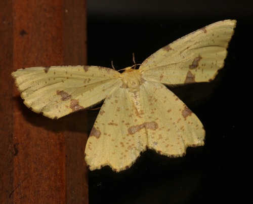 Crocus Geometer photo 3