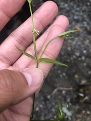 Stellaria calycantha