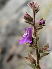 Sairocarpus nuttallianus