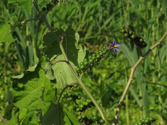 Solanum tricuspidatum