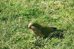 Myiopsitta monachus
