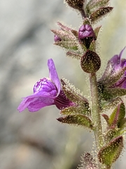 Sairocarpus nuttallianus