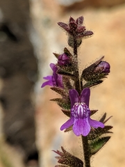 Sairocarpus nuttallianus