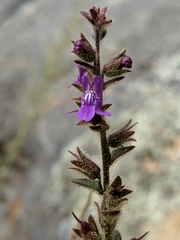 Sairocarpus nuttallianus