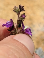 Sairocarpus nuttallianus