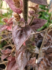 Sairocarpus nuttallianus