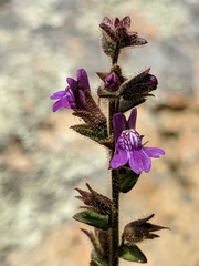 Sairocarpus nuttallianus