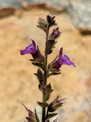 Sairocarpus nuttallianus
