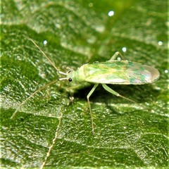 Malacocoris chlorizans