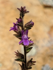 Sairocarpus nuttallianus