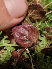 Sairocarpus nuttallianus