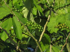 Solanum tricuspidatum